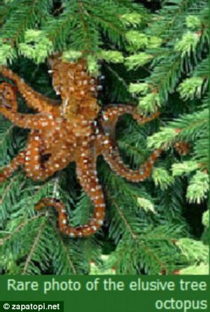 Is Tree Octopus Real. question does the tree to find