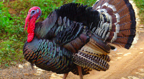 Tante Marie wants to teach you bitches how to properly cook a turkey.