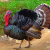 Tante Marie wants to teach you bitches how to properly cook a turkey.