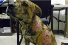 College athlete to be charged with felony for pouring boiling hot water over pet dog.