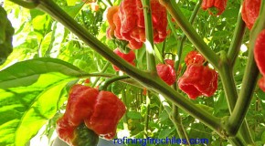 Gourmet: Eating trinidad moruga scorpion pepper is just like smoking crack.
