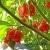 Gourmet: Eating trinidad moruga scorpion pepper is just like smoking crack.