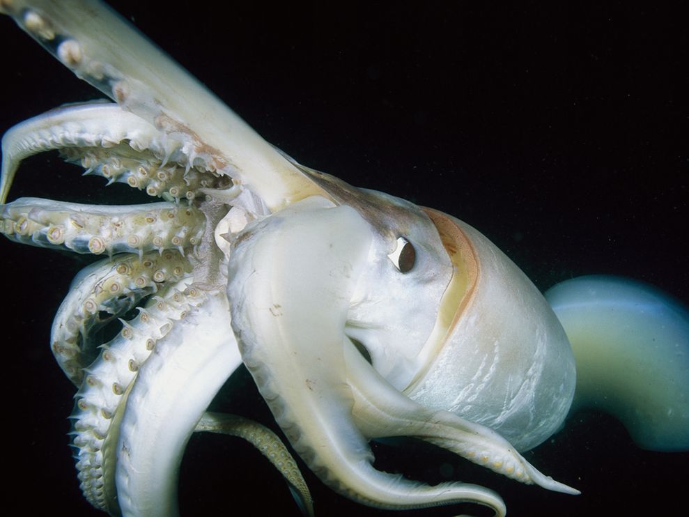 Can Pregnant Women Eat Squid 83