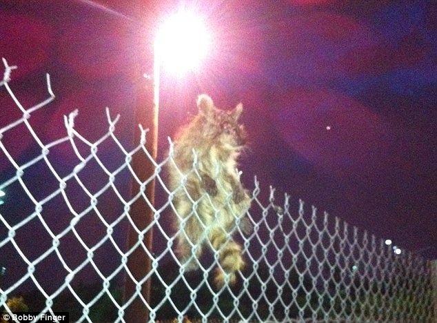 Do you know this hawt bixch? The one eyed raccoon with rabies roaming streets of NYC.