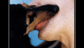 Bestiality