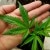 pot