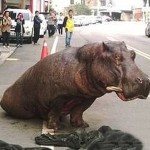 Video: Hippo crying in pain after falling from truck (a second time) dies. Staff just looked on