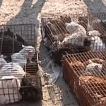 Pictures: 1000 stolen Chinese pet cats to be sold for meat and fur rescued.