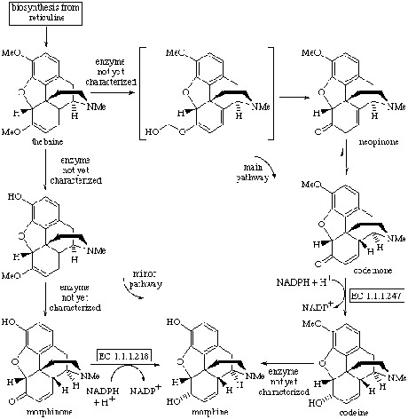 recreational-drugs-2