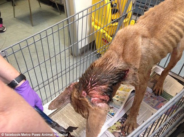 Dog with can over its head. Metro Paws Animal Hospital