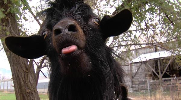 Voldermort the black goat.