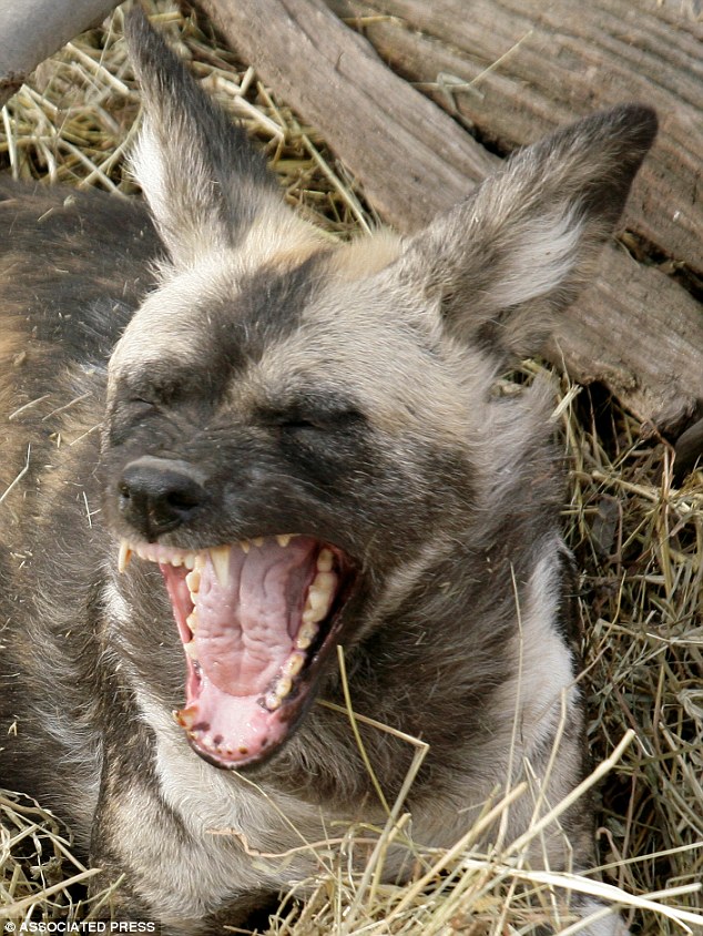 African painted dog