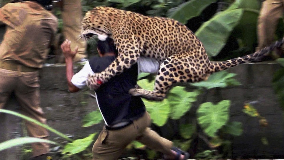 Leopard Attack