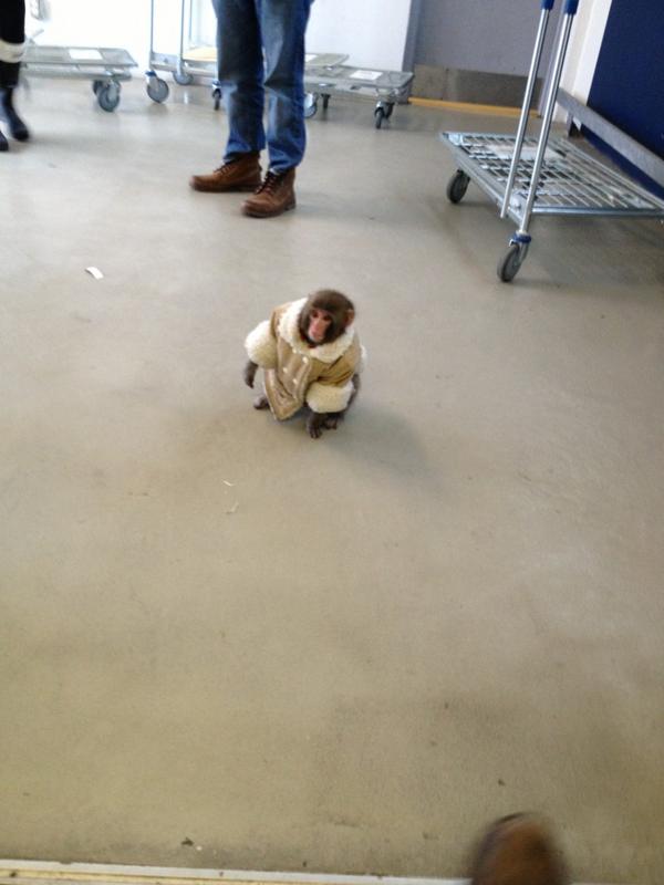 Cute monkey in shearing coat and diapers at Canadian Ikea store.