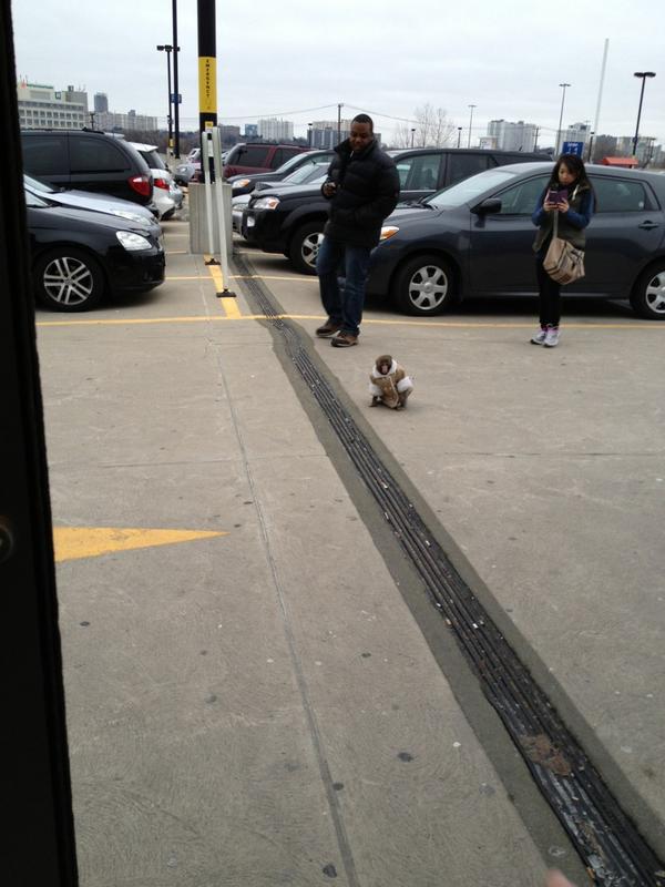 Monkey in shearing coat and diapers at Canadian Ikea store. 