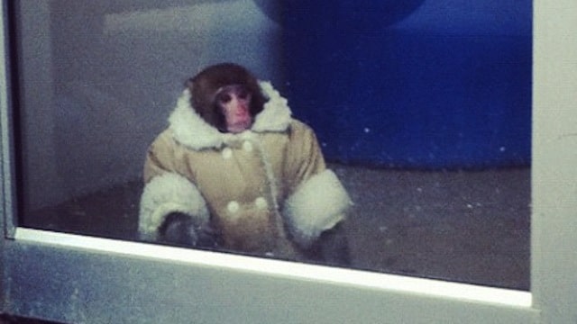 Cute monkey in shearing coat and diapers at Canadian Ikea store.