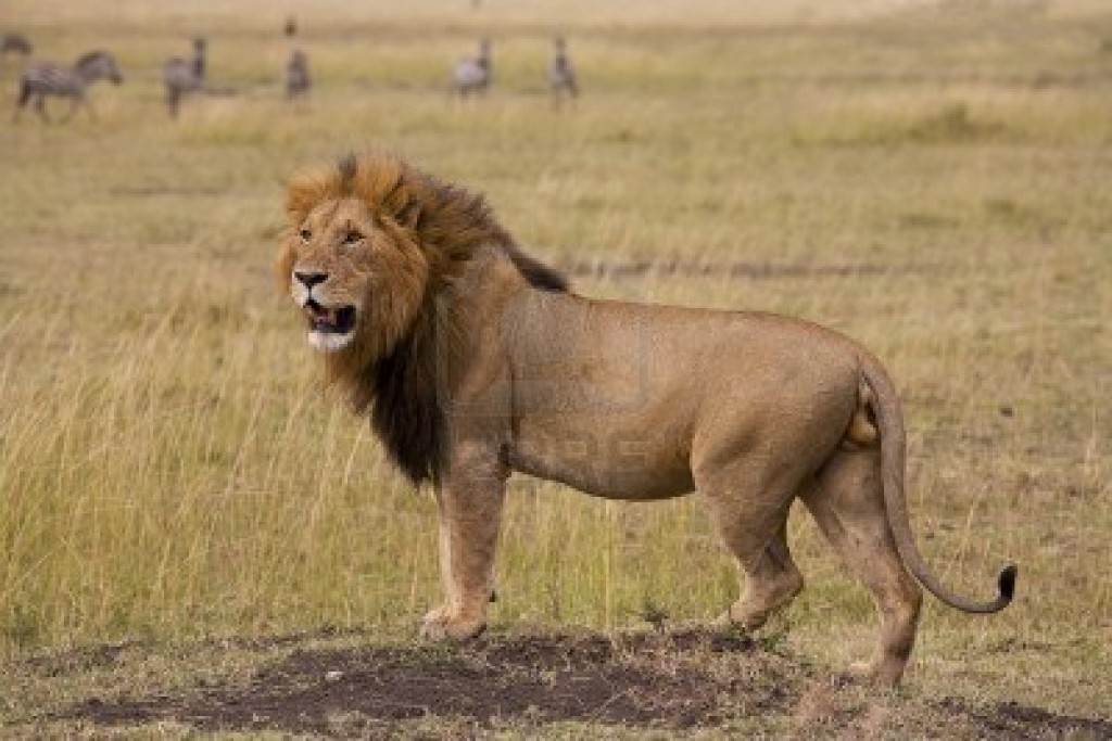 Woman mauled to death by lion