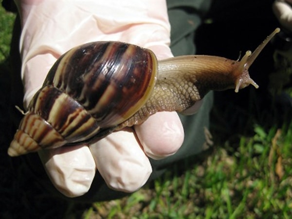Giant African land snails 