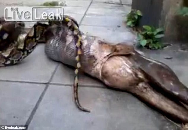 python snake regurgitated a fully grown dog