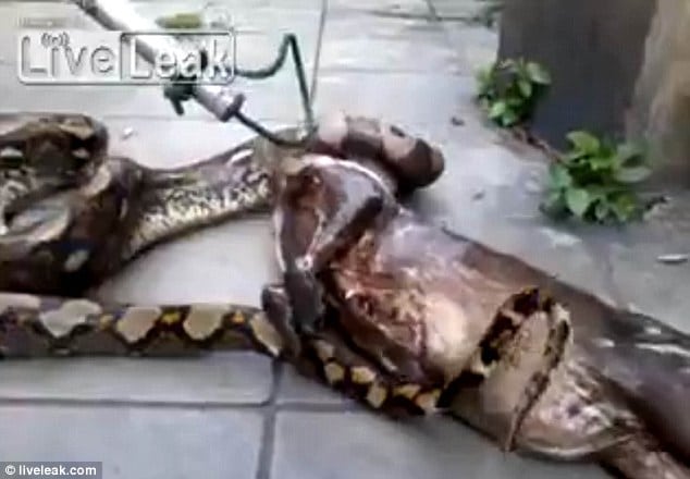 python snake regurgitated a fully grown dog