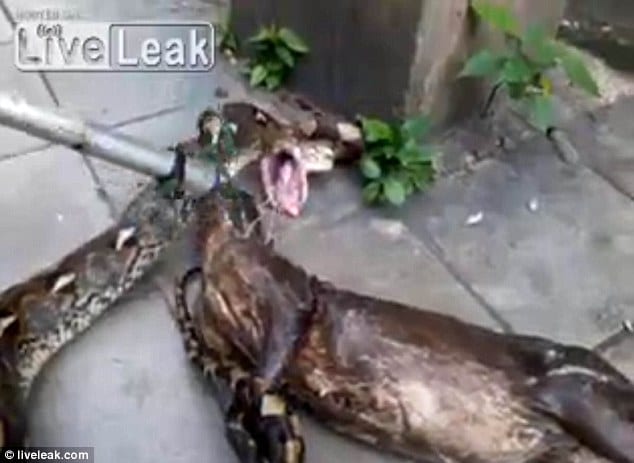 python snake regurgitated a fully grown dog
