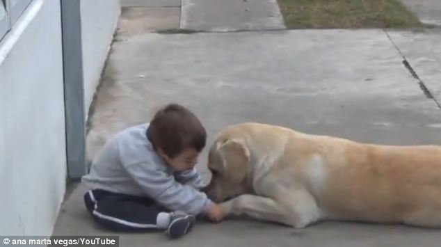 Labrador plays with down syndrome boy