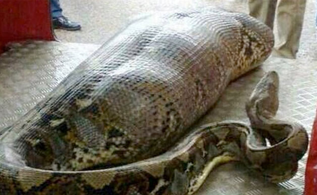 Can A Burmese Python Eat A Human