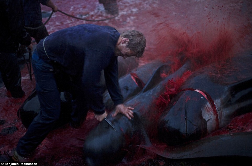Faroe Island Whale killings