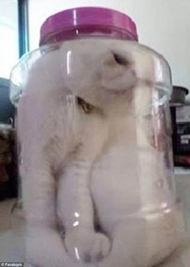 cat forced into jar for misbehaving
