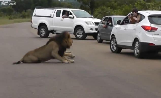 Lion turns on children