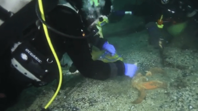 Why Are Millions Of Starfish Washing Up And Exploding On The West Coast