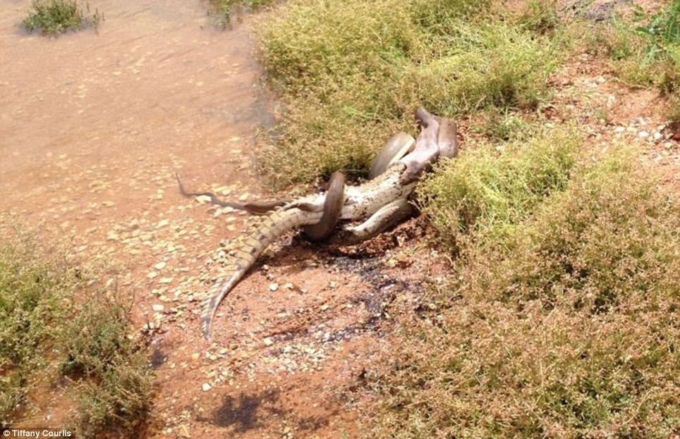 Python snake eats crocodile