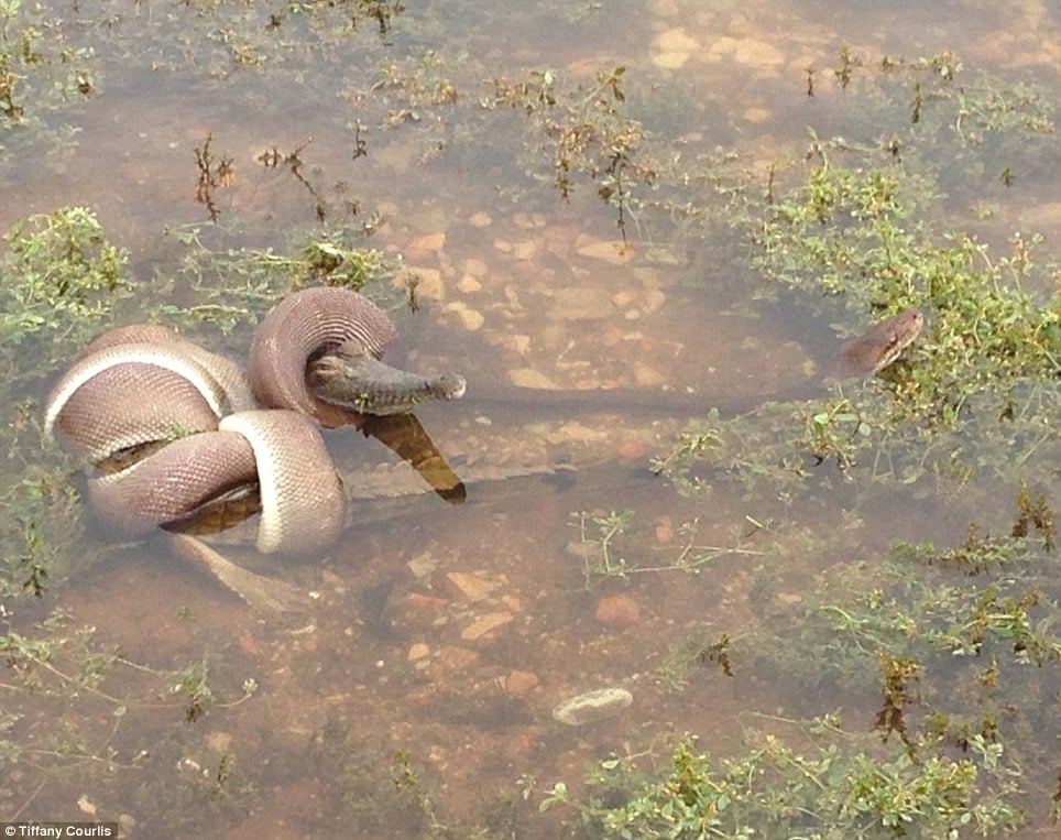 Python snake eats crocodile