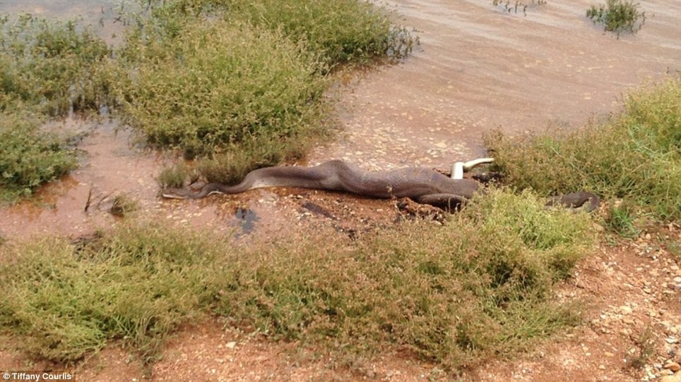 Python snake eats crocodile