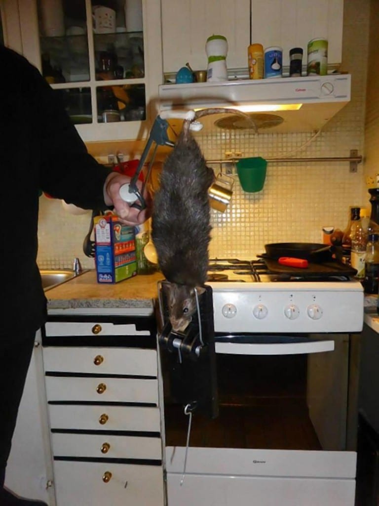 16 inch rat terrifying Swedish family caught