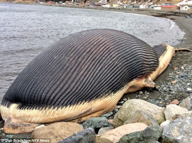 washed up blue whale carcass
