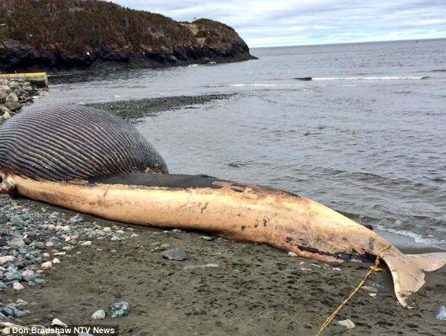 washed up blue whale carcass