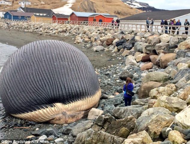 washed up blue whale carcass