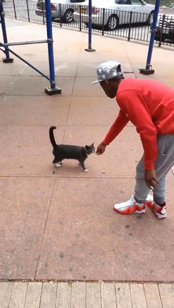 Here's a video of Andre Robinson viciously kicking a cat.