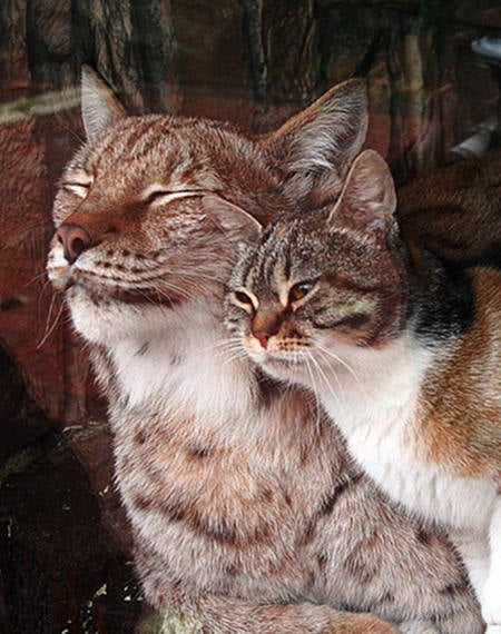 Zoo adopts stray cat after becoming best friends with Lynx