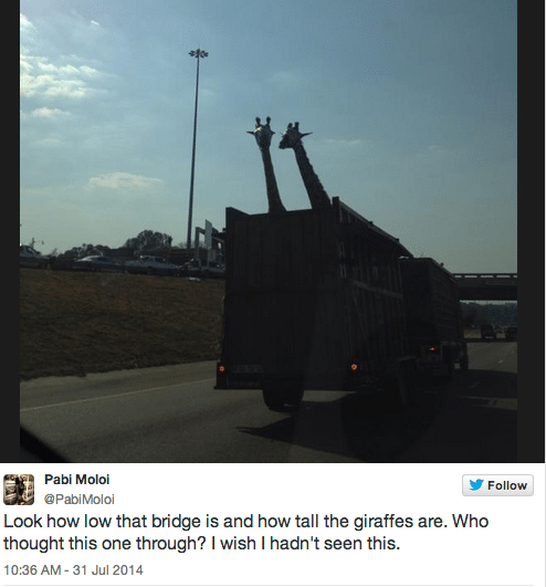 Giraffe killed after hitting its head on low highway bridge