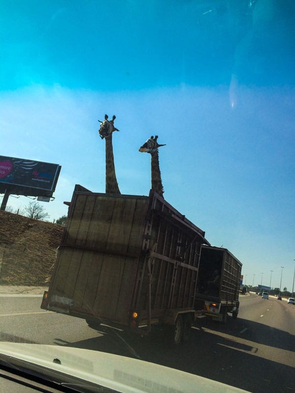 Giraffe killed after hitting its head on low highway bridge