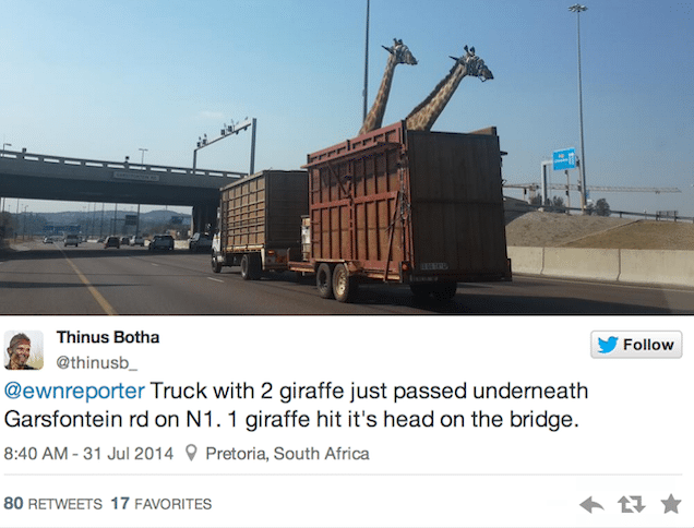 Giraffe killed after hitting its head on low highway bridge