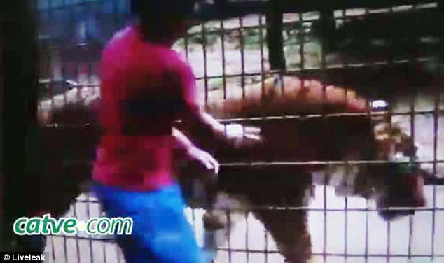 Eleven year old boy hand bitten off by tiger at Brazilian zoo