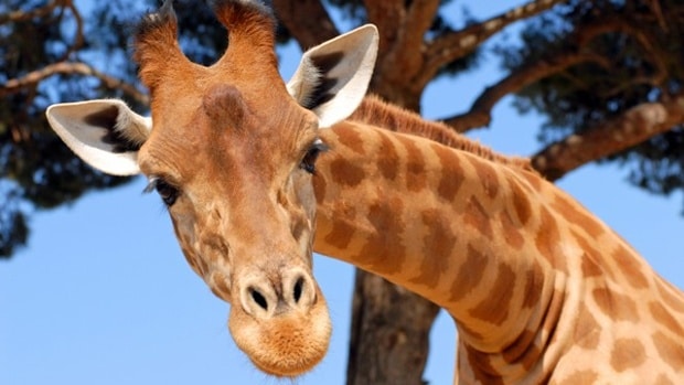 Amanda Hall licked and kicked by giraffe
