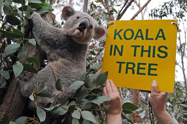 dead koala stuffed with $50 in its mouth 