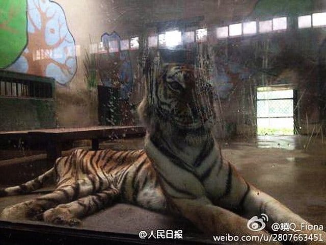 Tiger at Chinese zoo