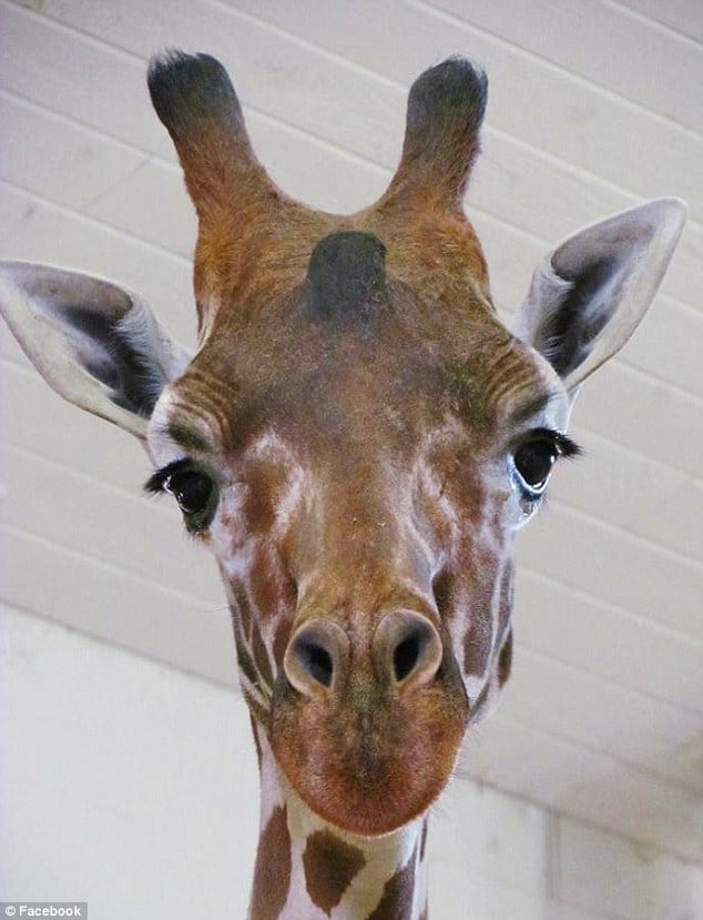 Amanda Hall licked and kicked by giraffe