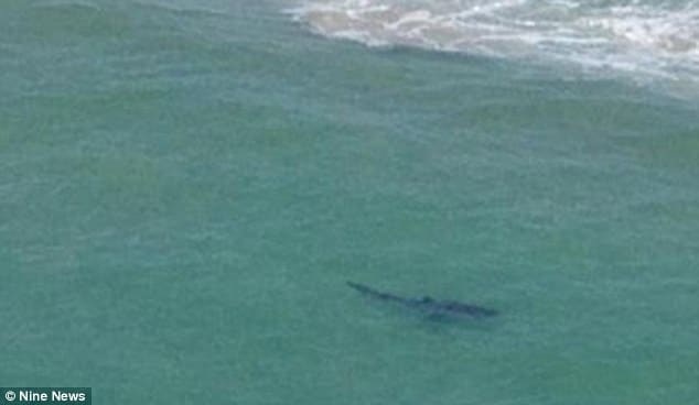 Great white shark attack off Byron Bay