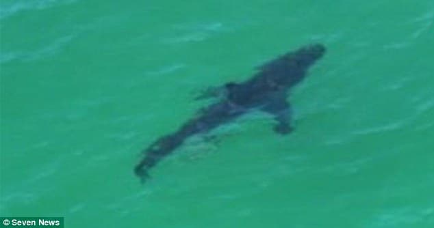 Great white shark attack off Byron Bay